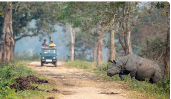 Best Time to Book a Customized Wildlife Tour in India for Every